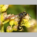 Eumenes coronatus - Pillenwespe m01b 11mm - OS-Piesberg-det.jpg